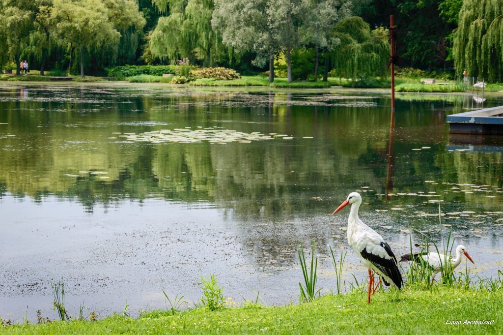 замок Арсен, лелека