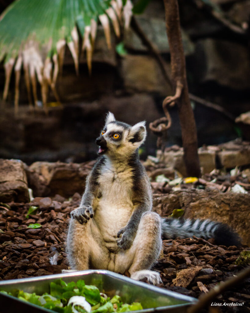 Artis Zoo, зоопарк Амстердам, гід Амстердам