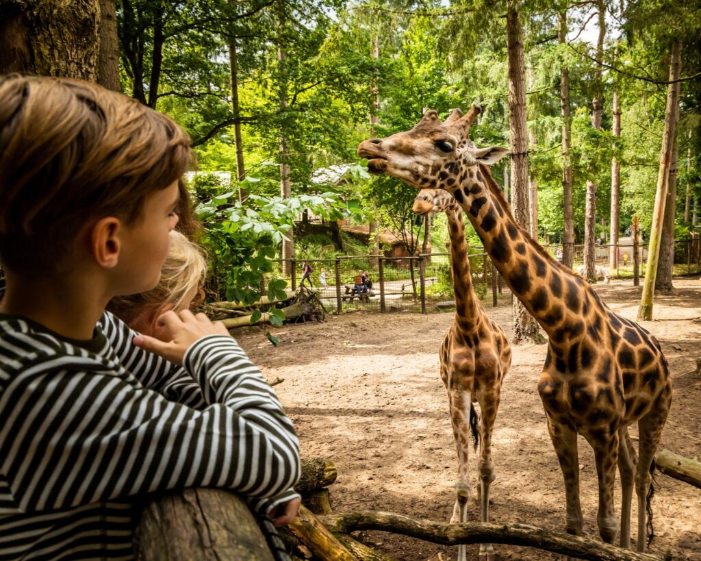 DierenPark Amersfoort, зоопарк Амерсфорт, Нідерланди, жираф