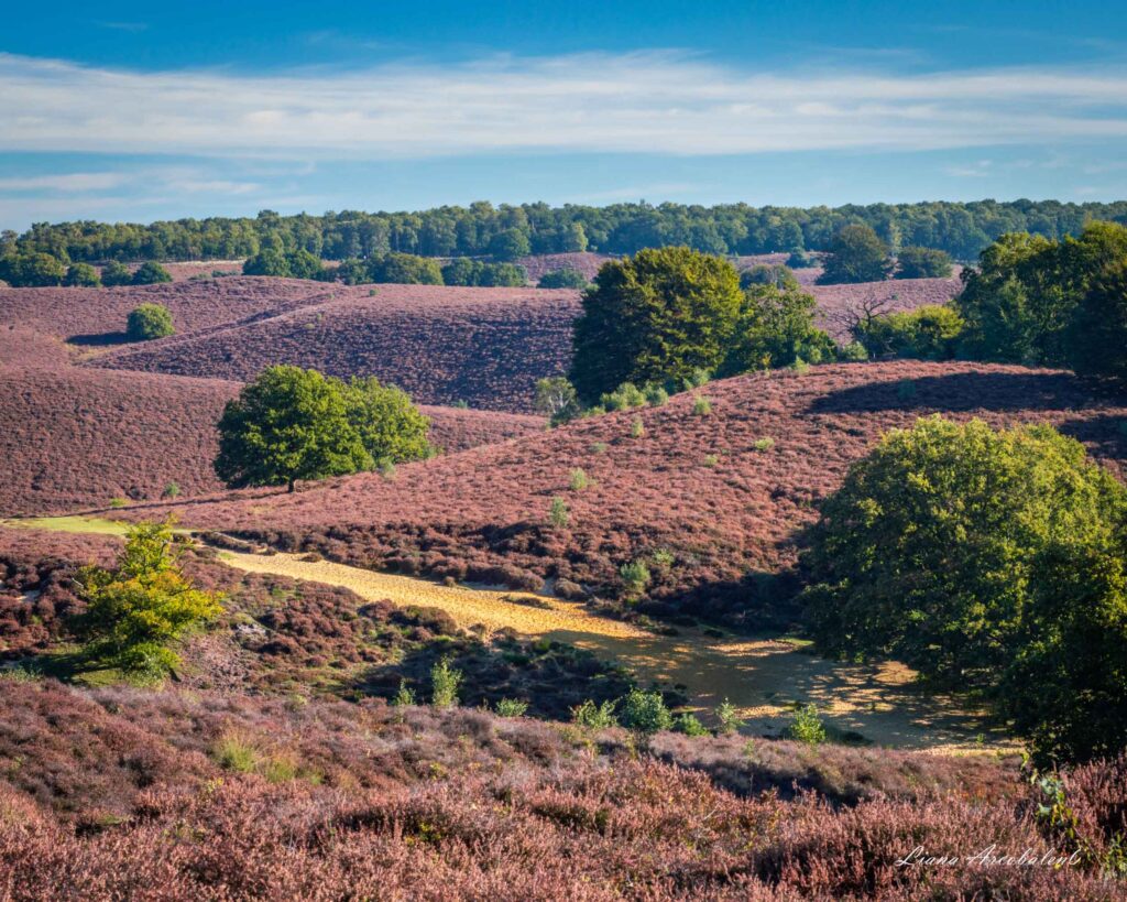 гід Нідерланди, гід Амстердам, велоподорож, Veluwe, вересові пустощі, верес, гід Утрехт, Національні парки Нідерландів